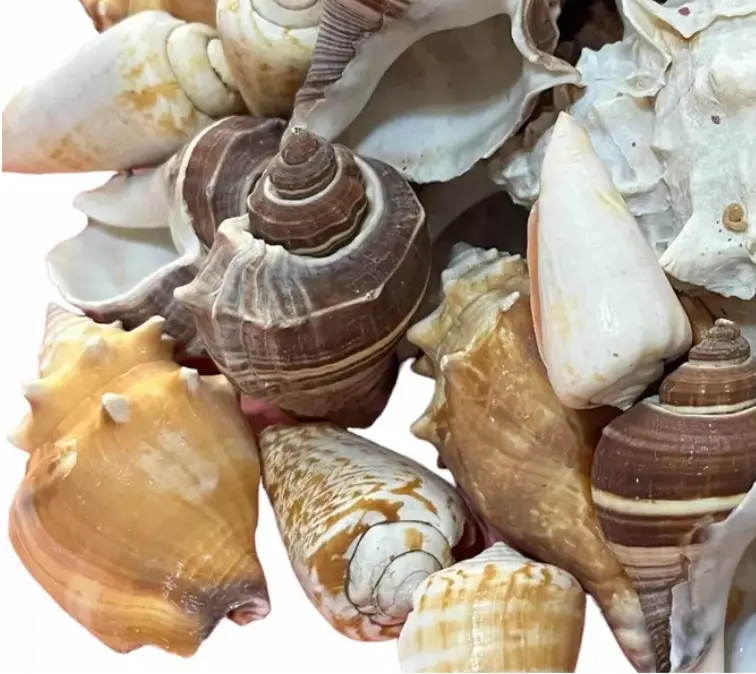 Concha marina decorativa 40gr 