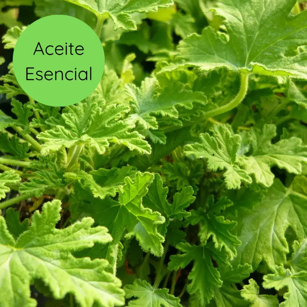Aceite Esencial Citronela 50ml