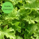Aceite Esencial Citronela 50ml